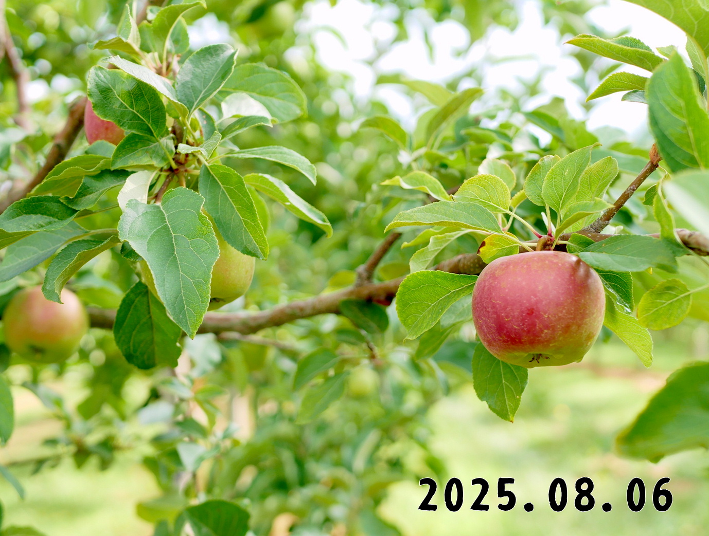 森の中の果樹園のリンゴ