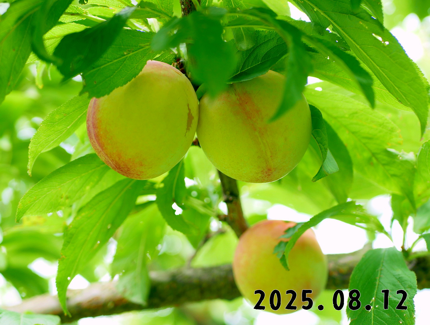 森の中の果樹園のプラム
