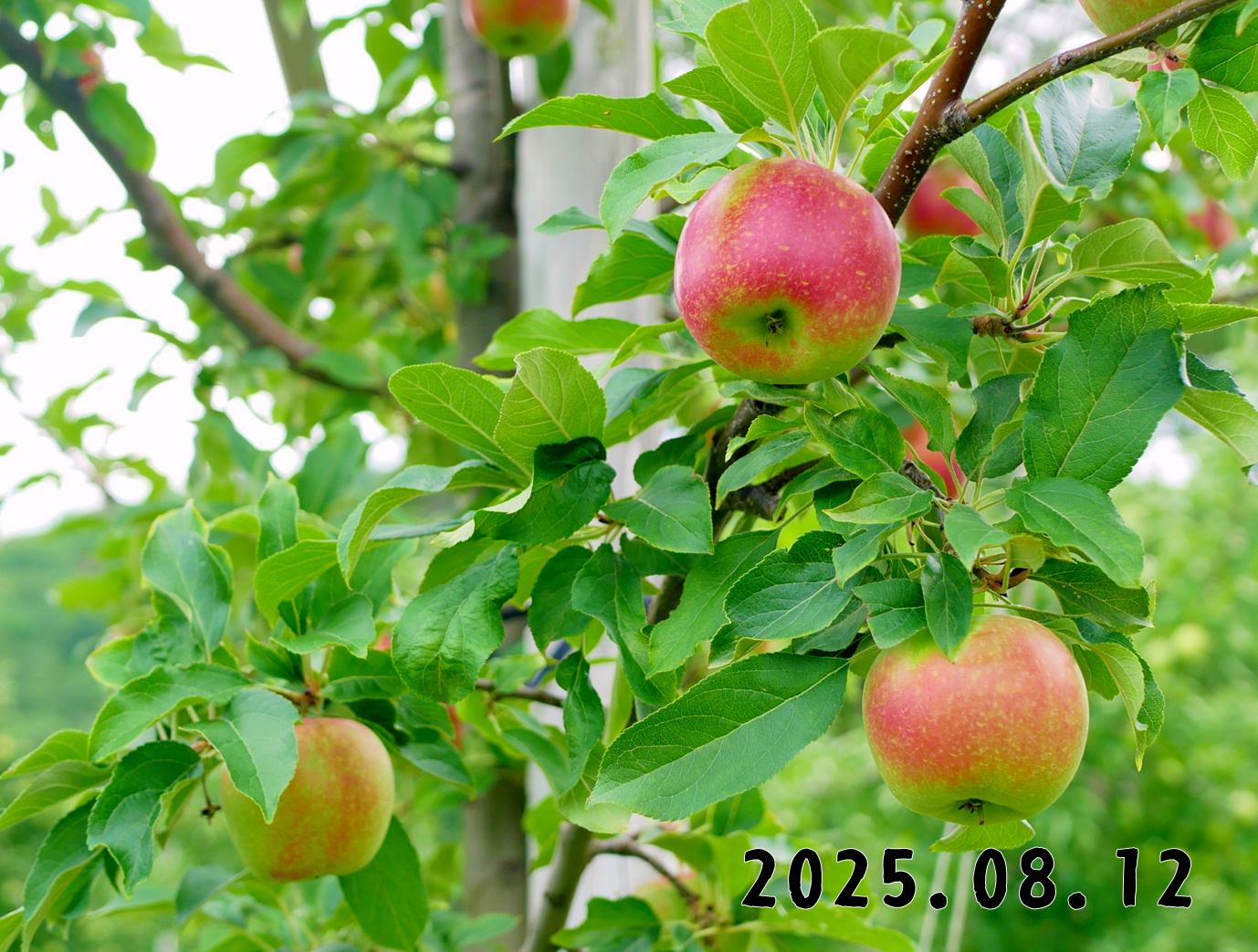 森の中の果樹園のリンゴ