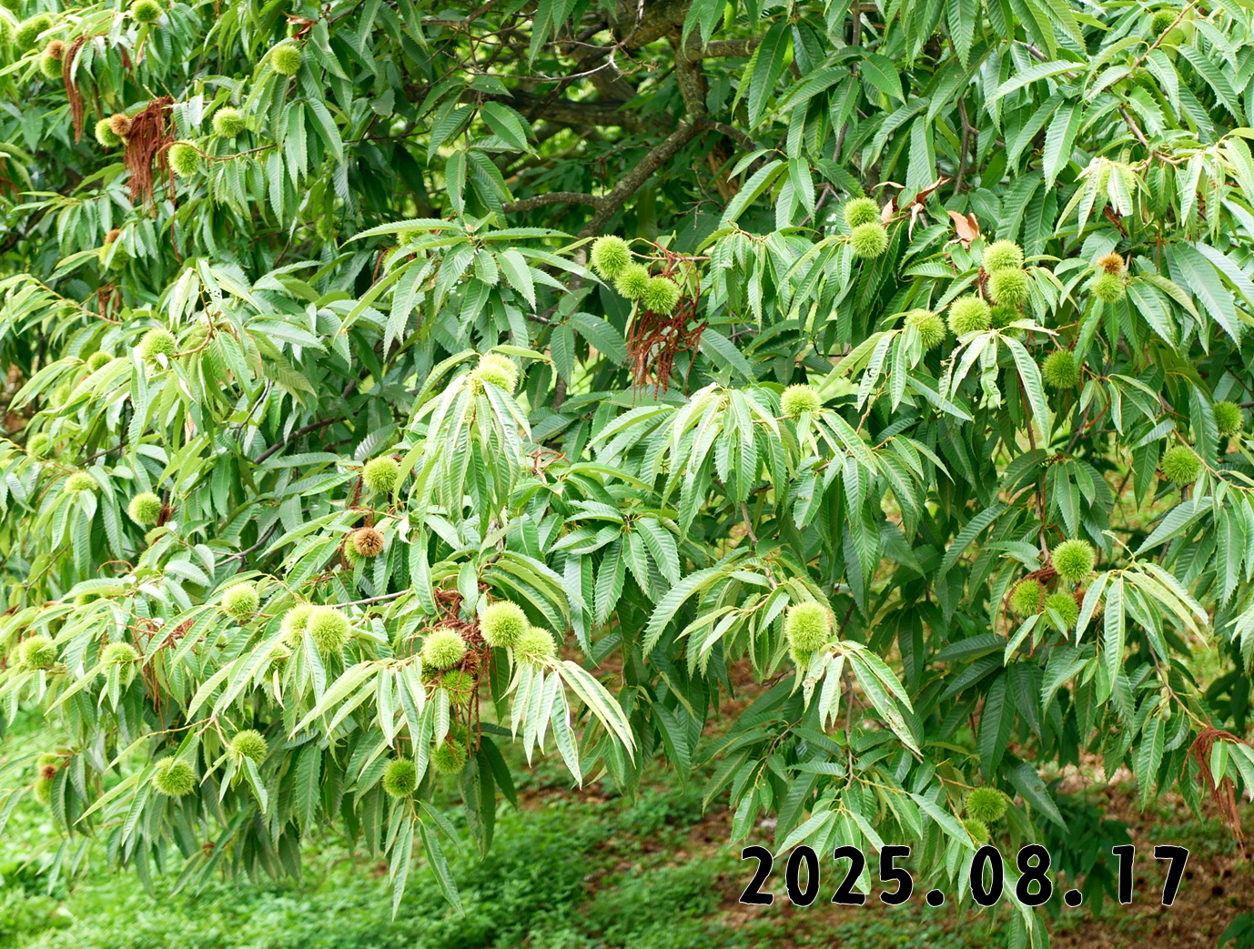 森の中の果樹園のクリ