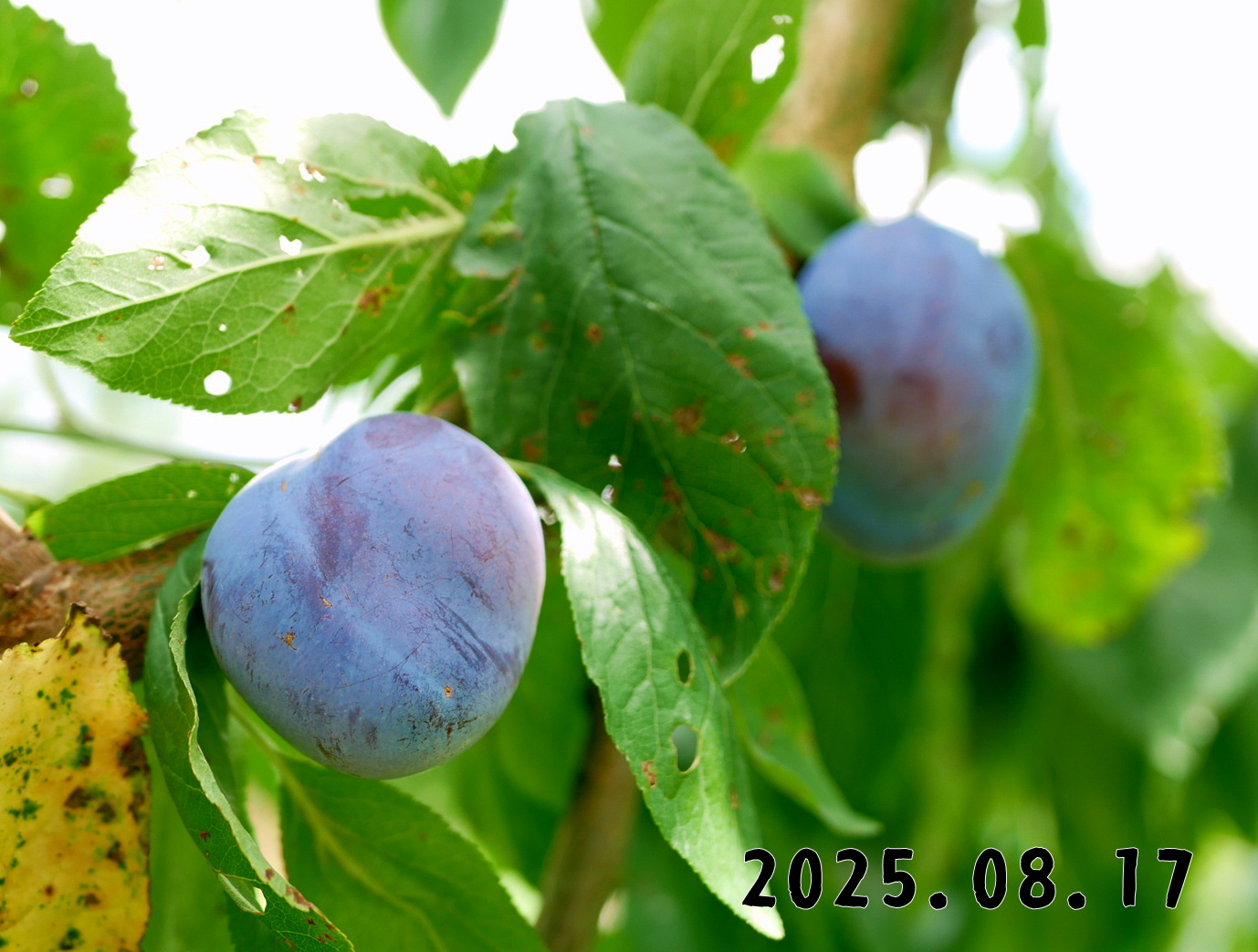 森の中の果樹園のプルーン