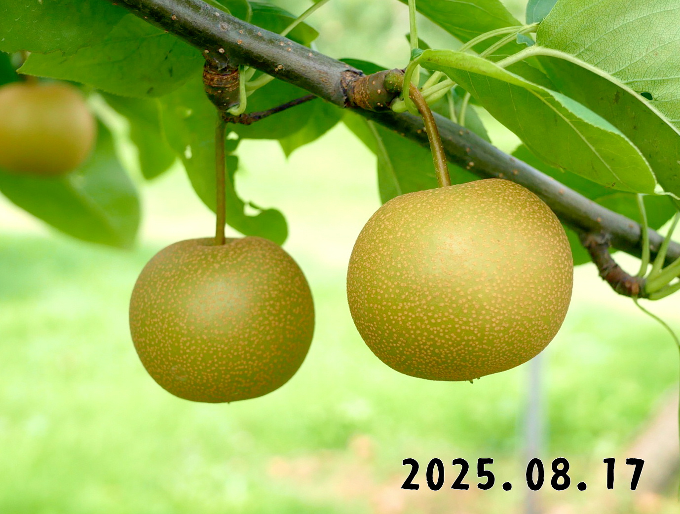 森の中の果樹園のナシ