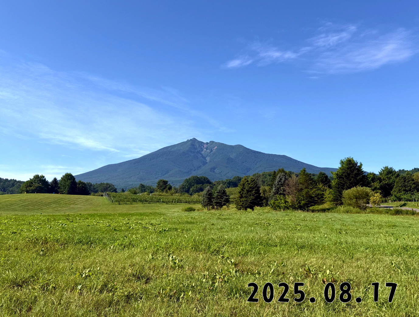 森の中の果樹園のくだもの狩り