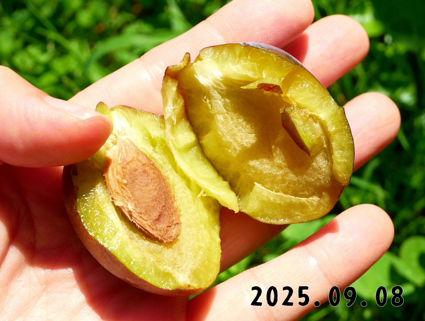 森の中の果樹園のプルーン