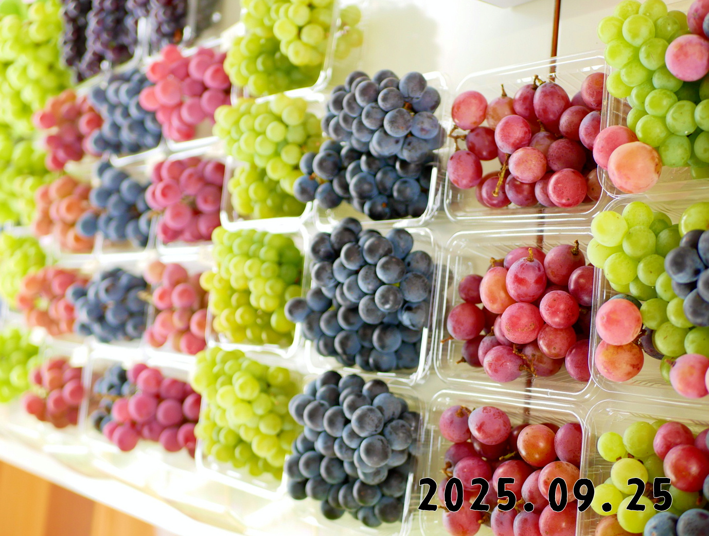 森の中の果樹園のブドウ