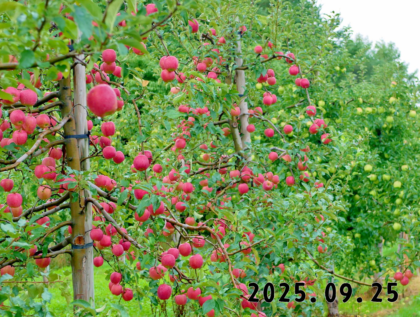 森の中の果樹園のリンゴ