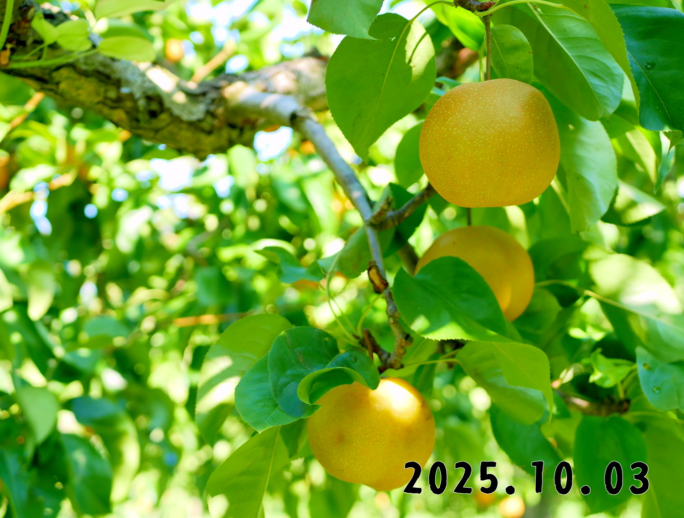 森の中の果樹園のナシ