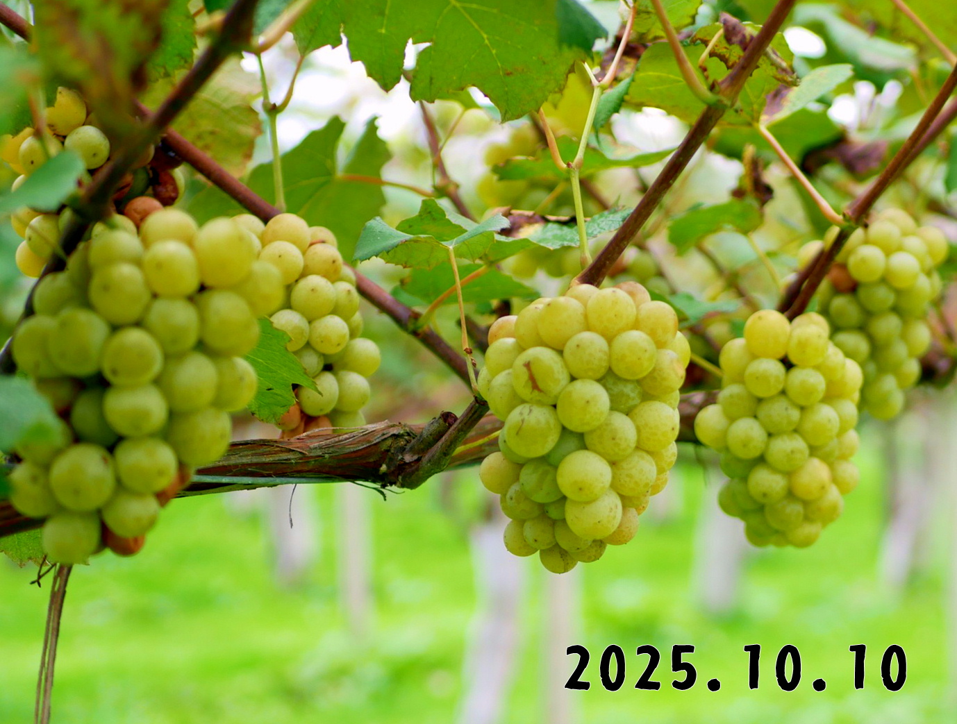 森の中の果樹園のブドウ