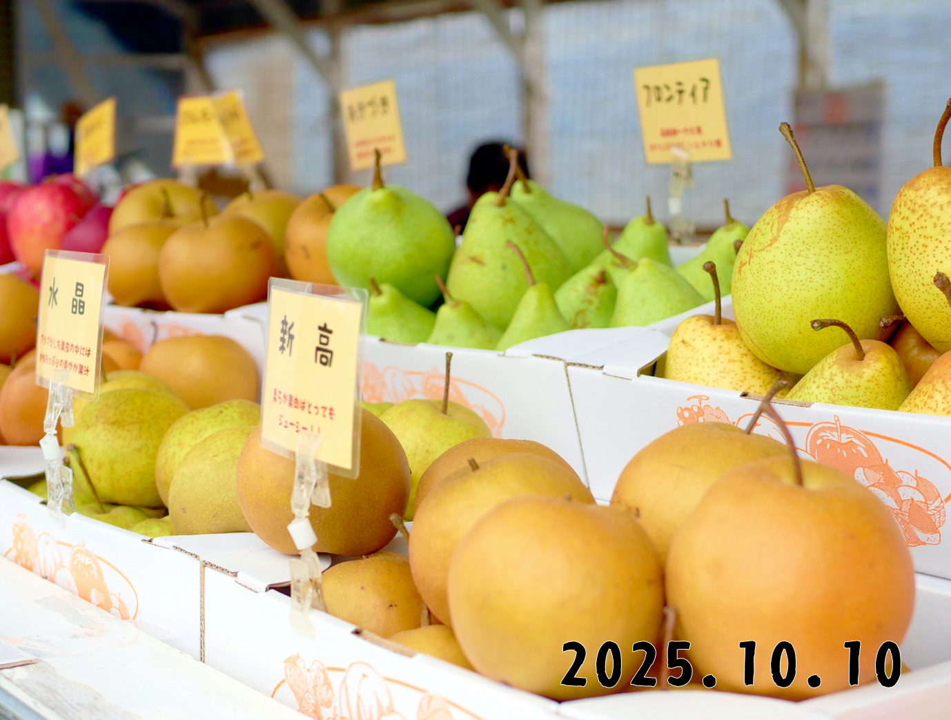 森の中の果樹園のナシ