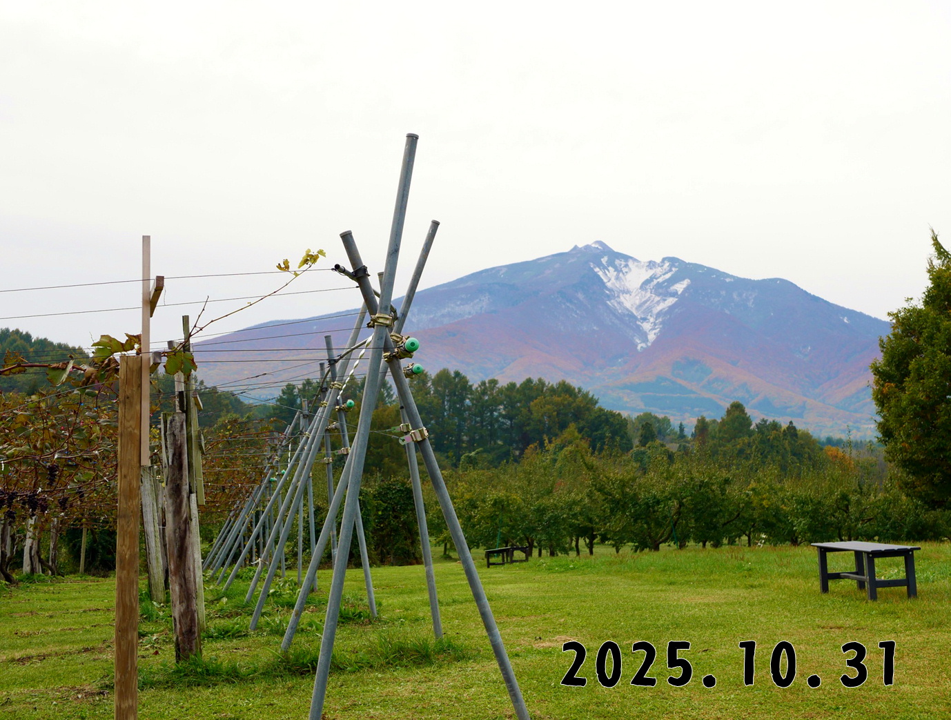 森の中の果樹園のブドウ狩り