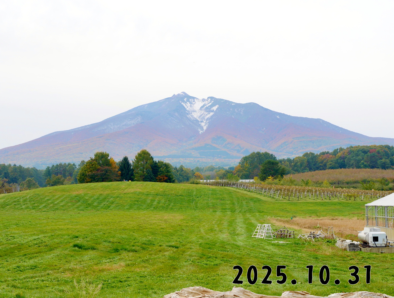 森の中の果樹園のくだもの狩り