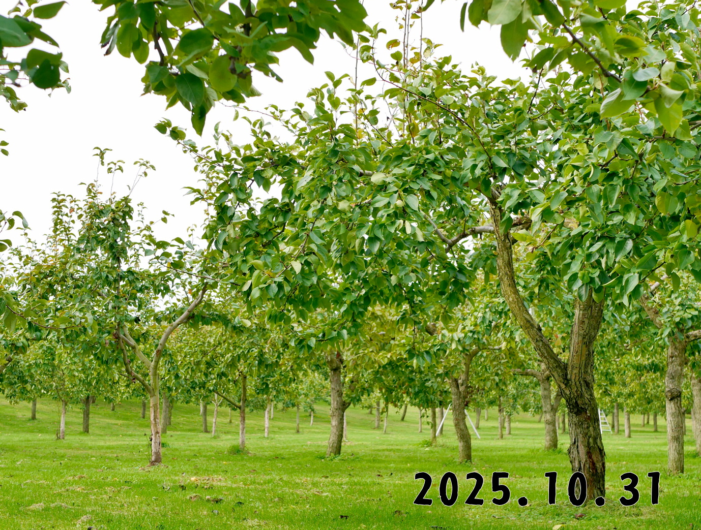 森の中の果樹園のナシ