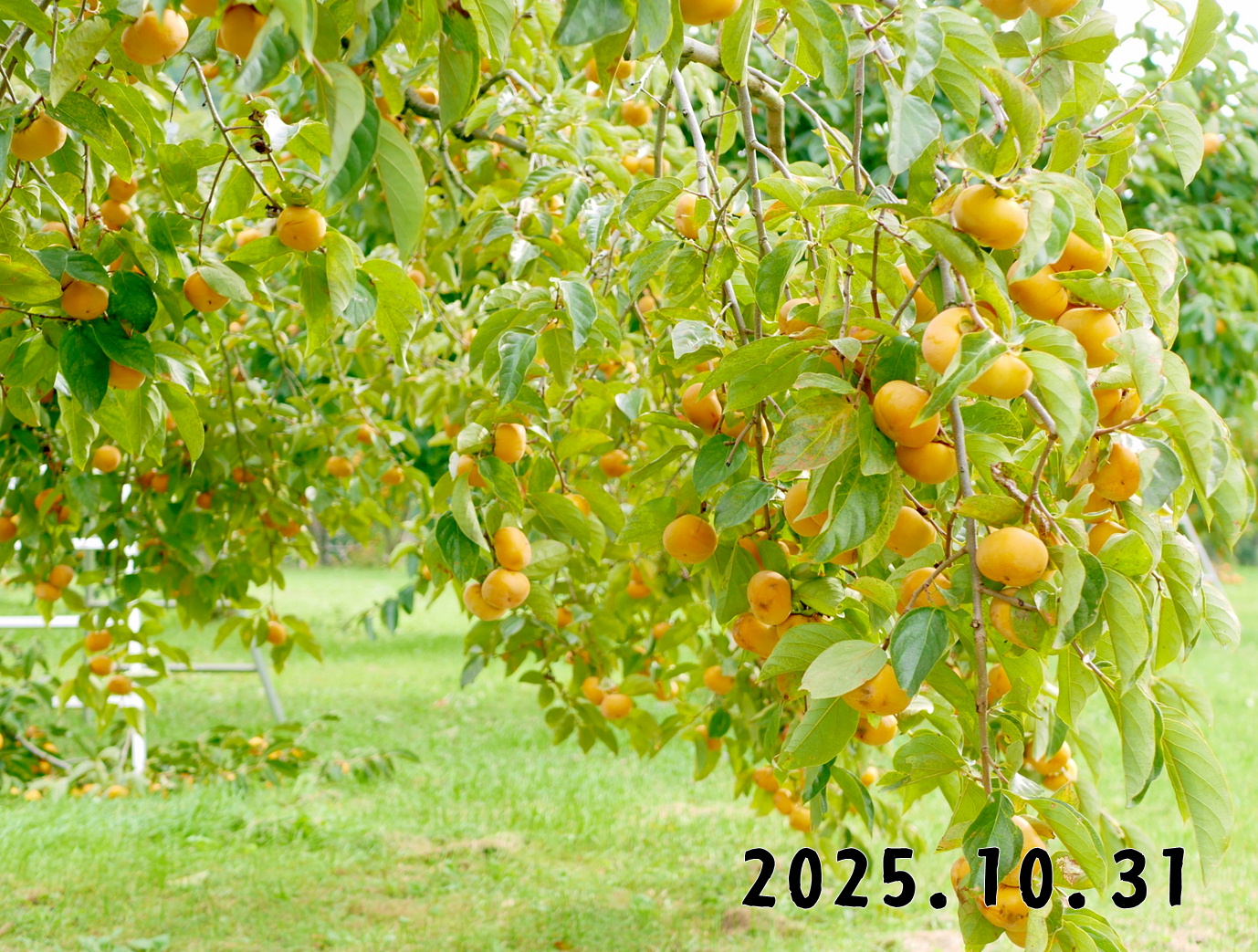 森の中の果樹園のカキ