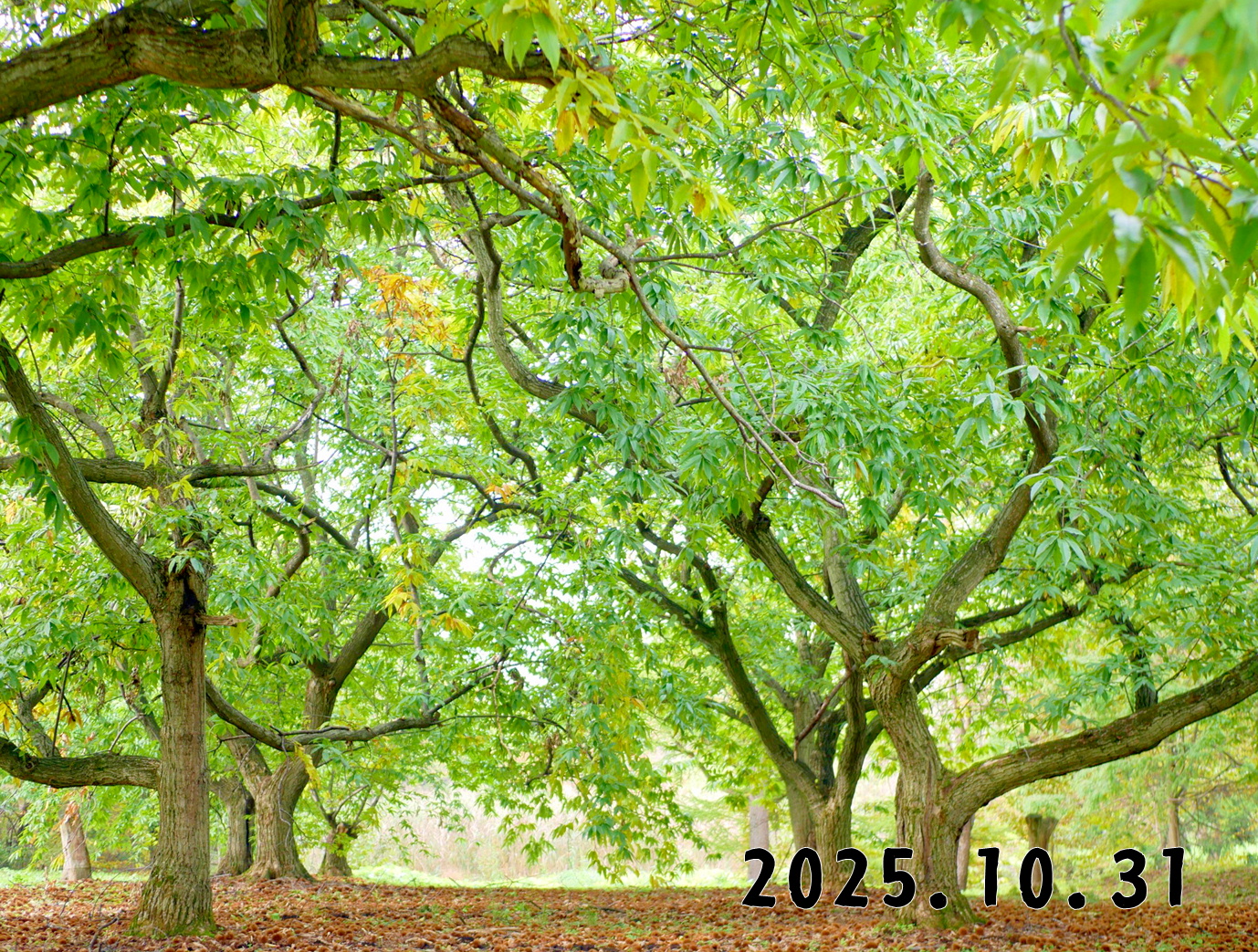 森の中の果樹園のクリ