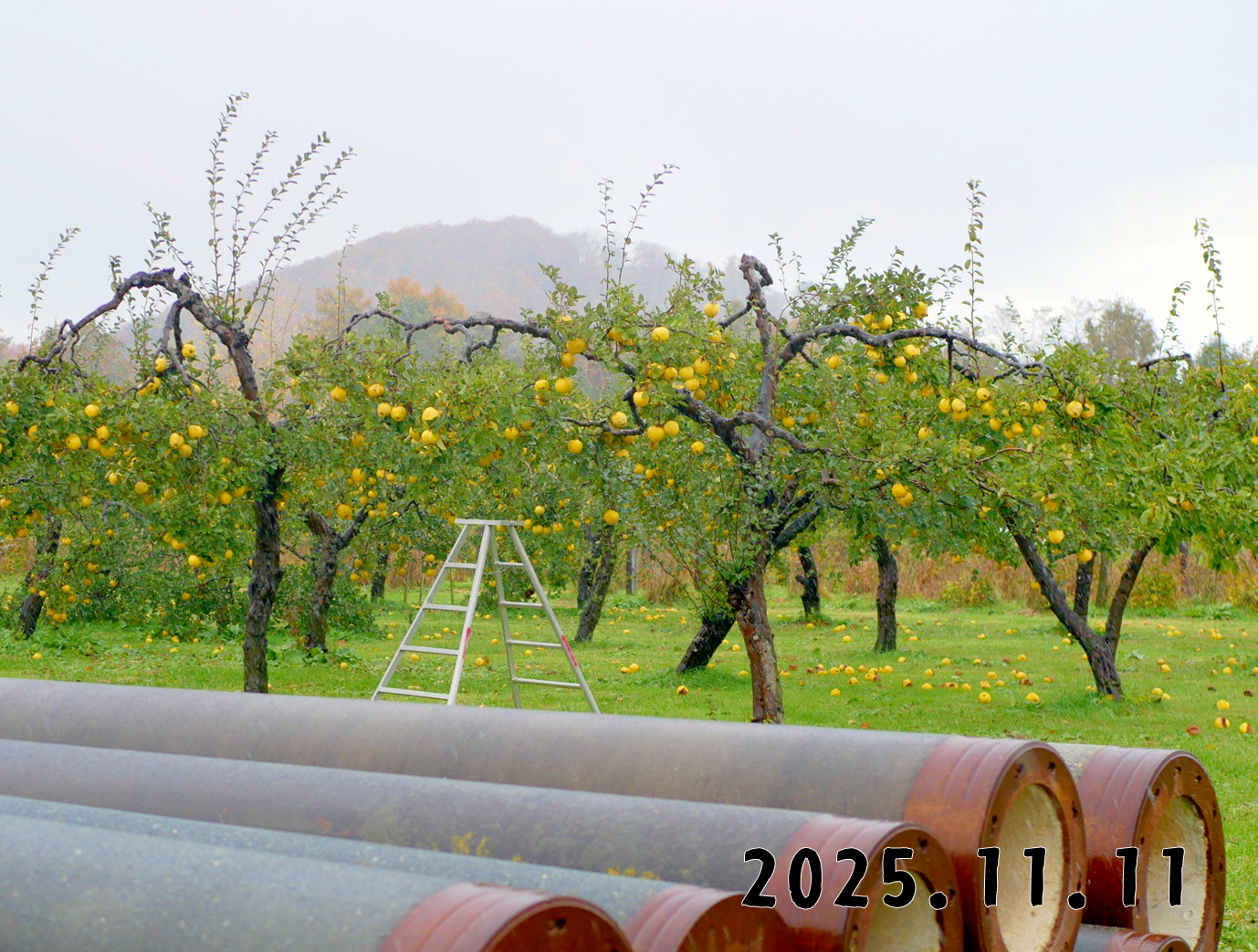 森の中の果樹園のマルメロ