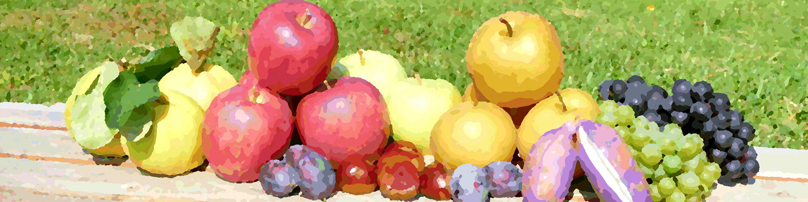 森果樹印のくだもの日記★２０２６秋