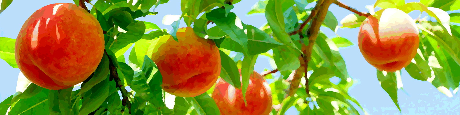 森果樹印のモモ日記★２０２６