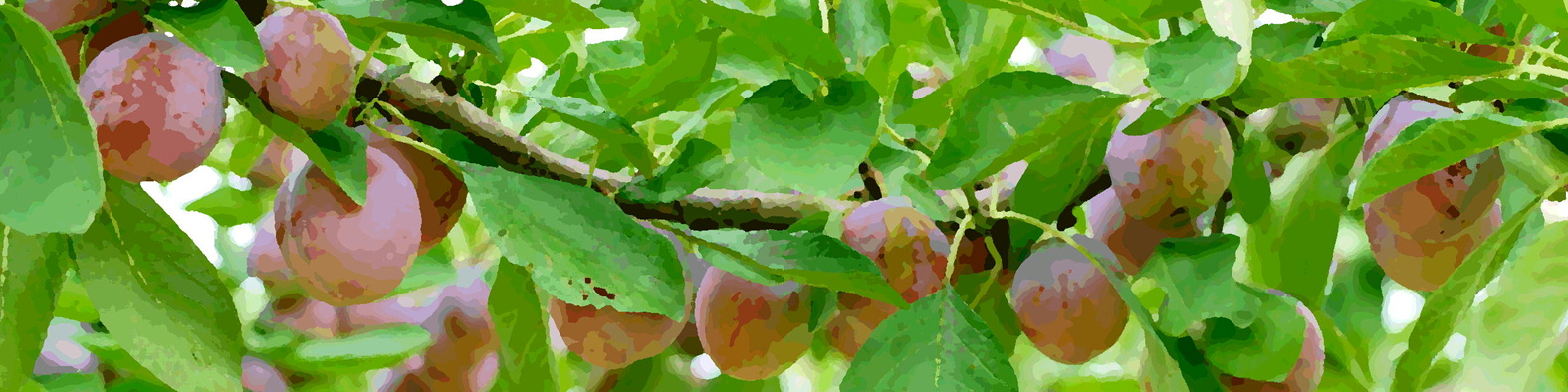 森果樹印のプルーン日記★２０２６