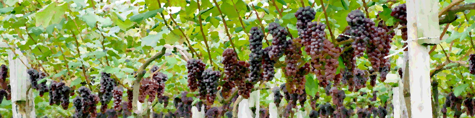 森果樹印のブドウ日記★２０２６