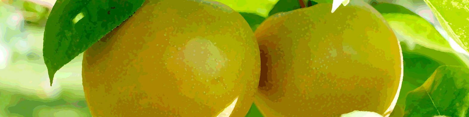 森果樹印のナシ日記★２０２６