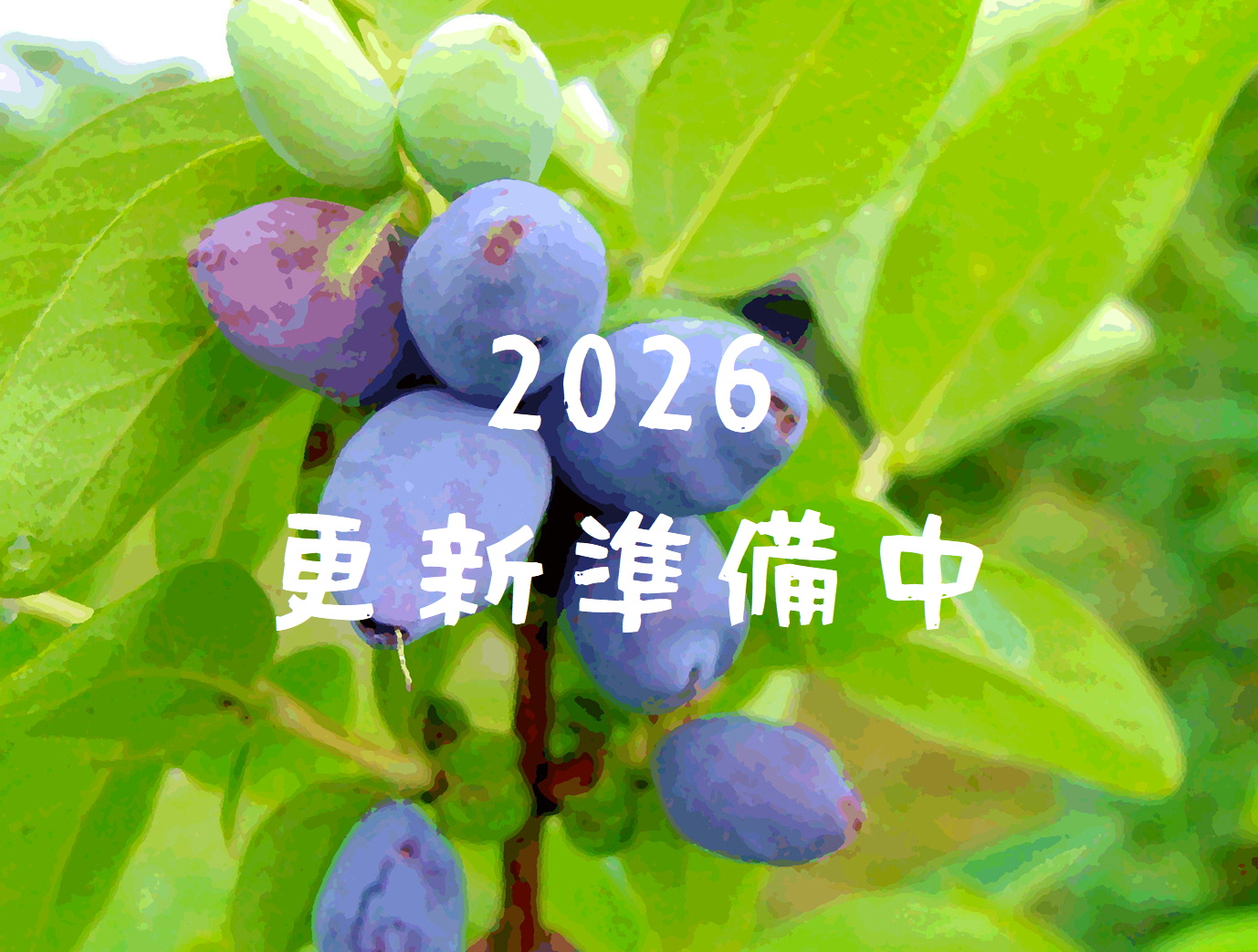 森の中の果樹園のハスカップ