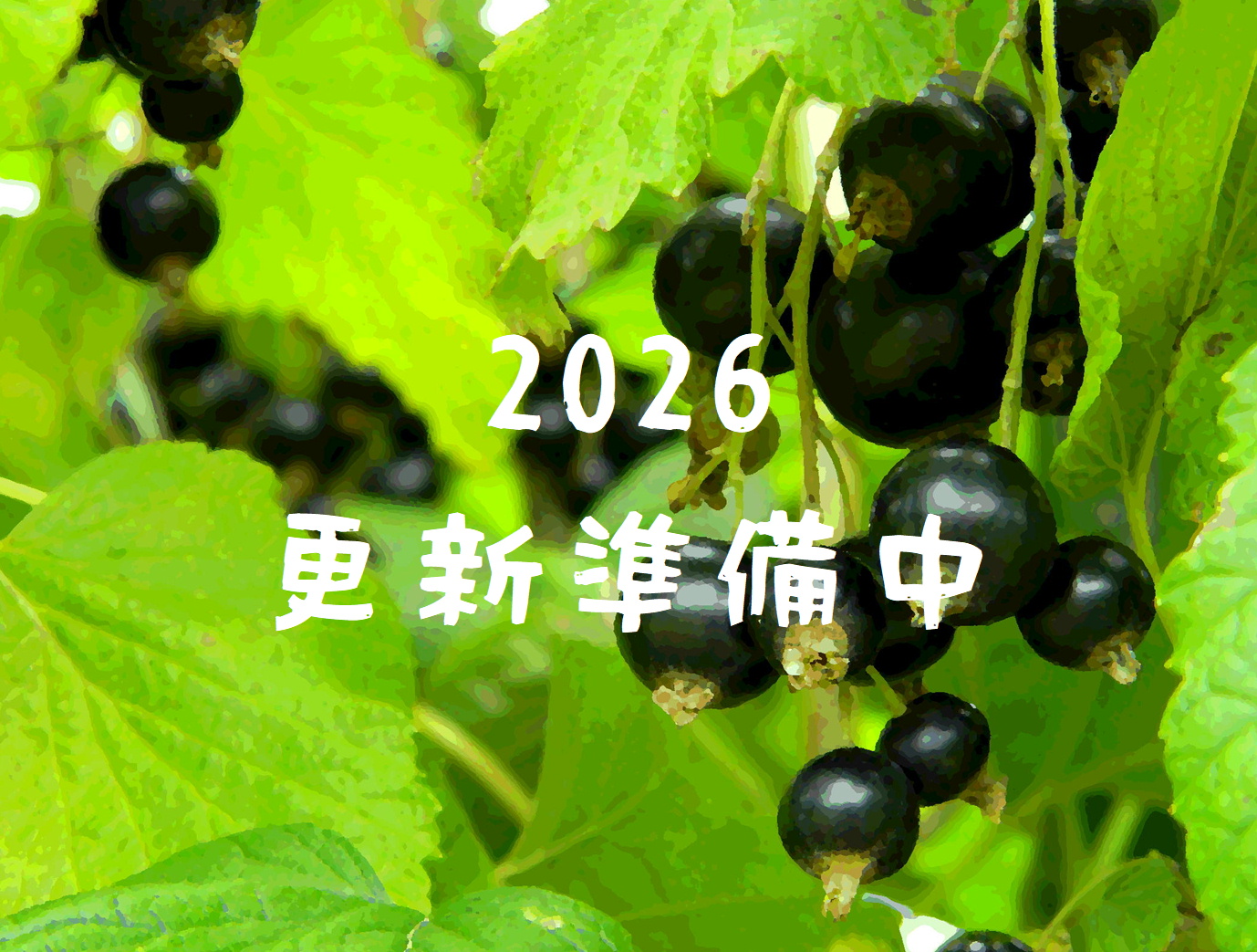 森の中の果樹園のカシス