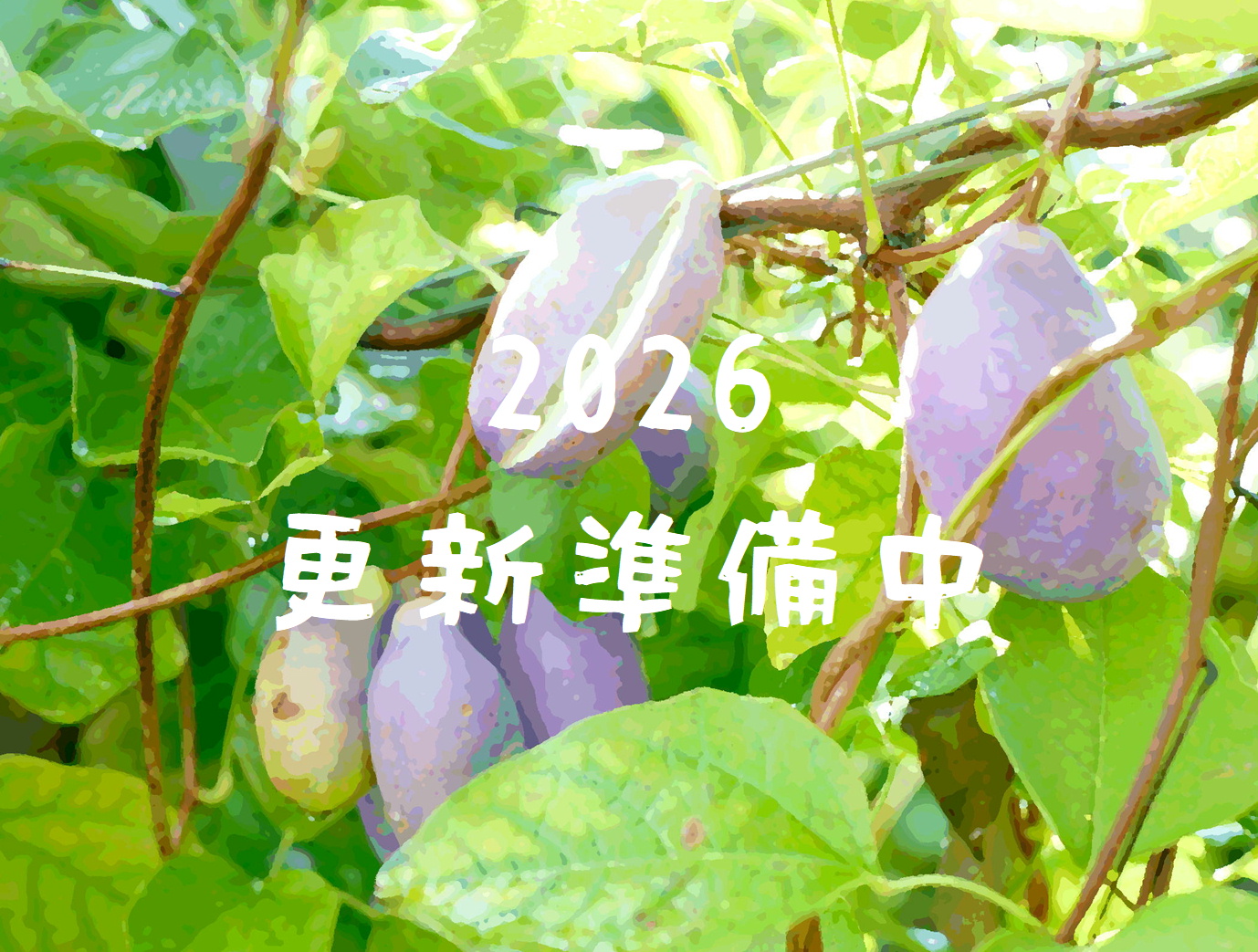 森の中の果樹園のアケビ