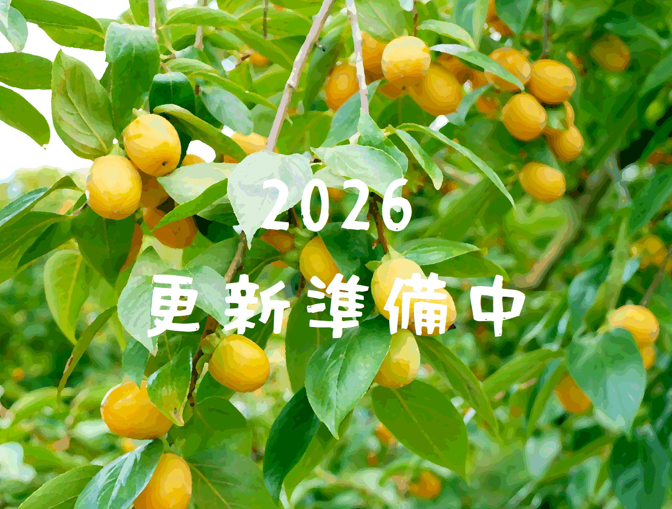 森の中の果樹園のカキ