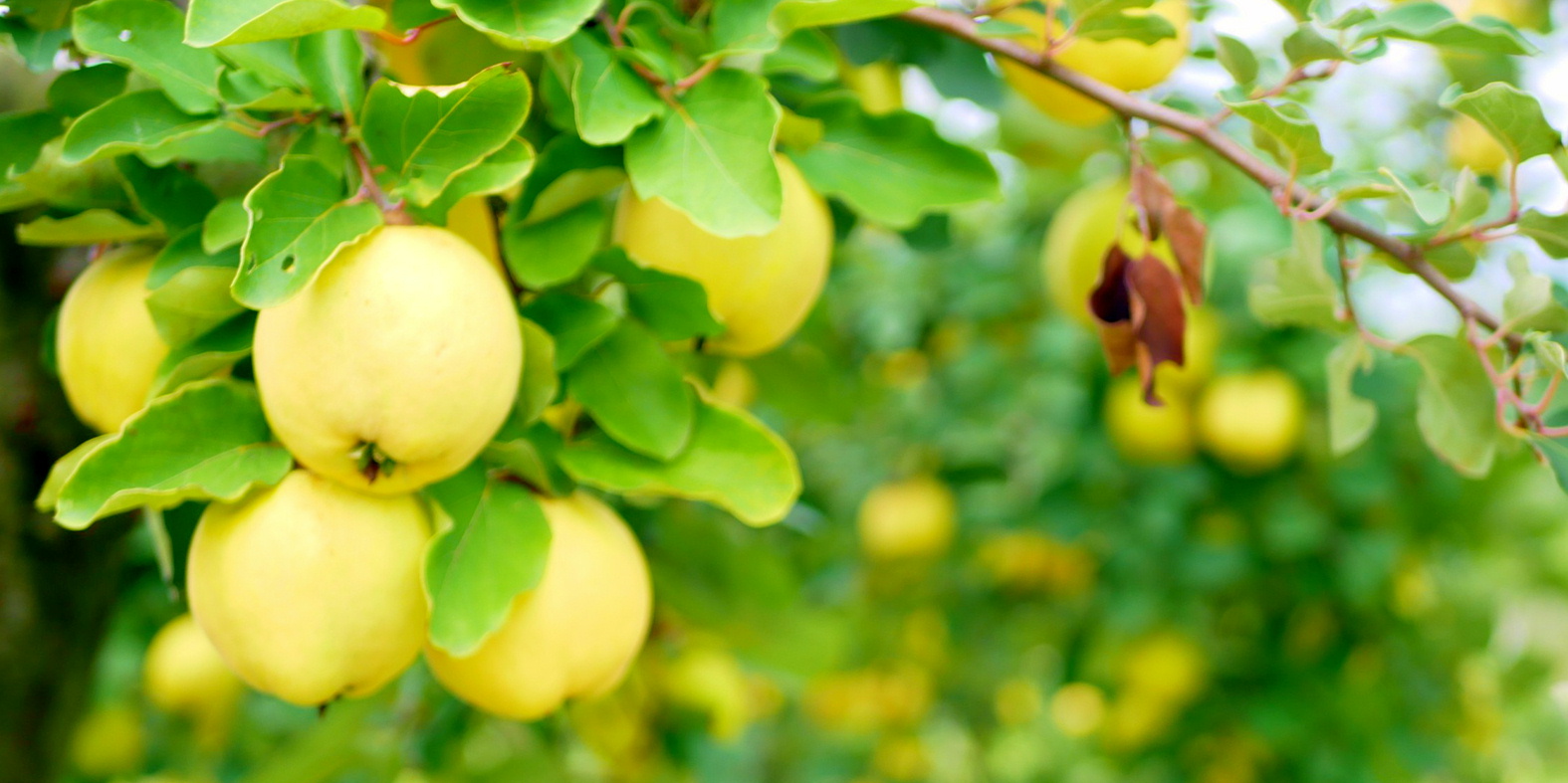森の中の果樹園のマルメロ