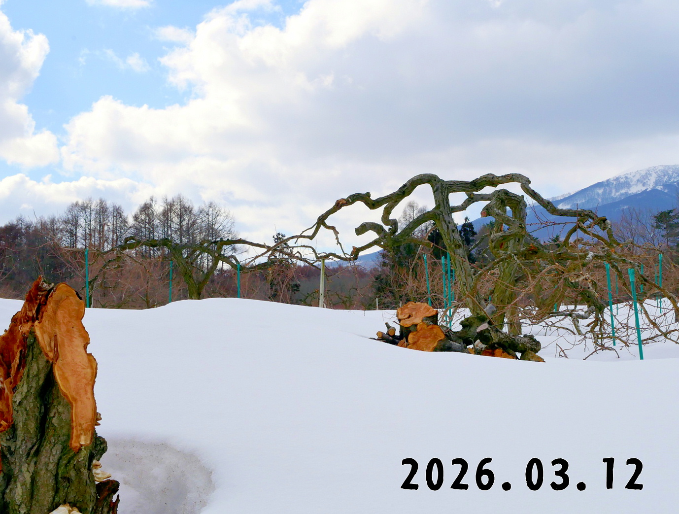 森の中の果樹園のプラム