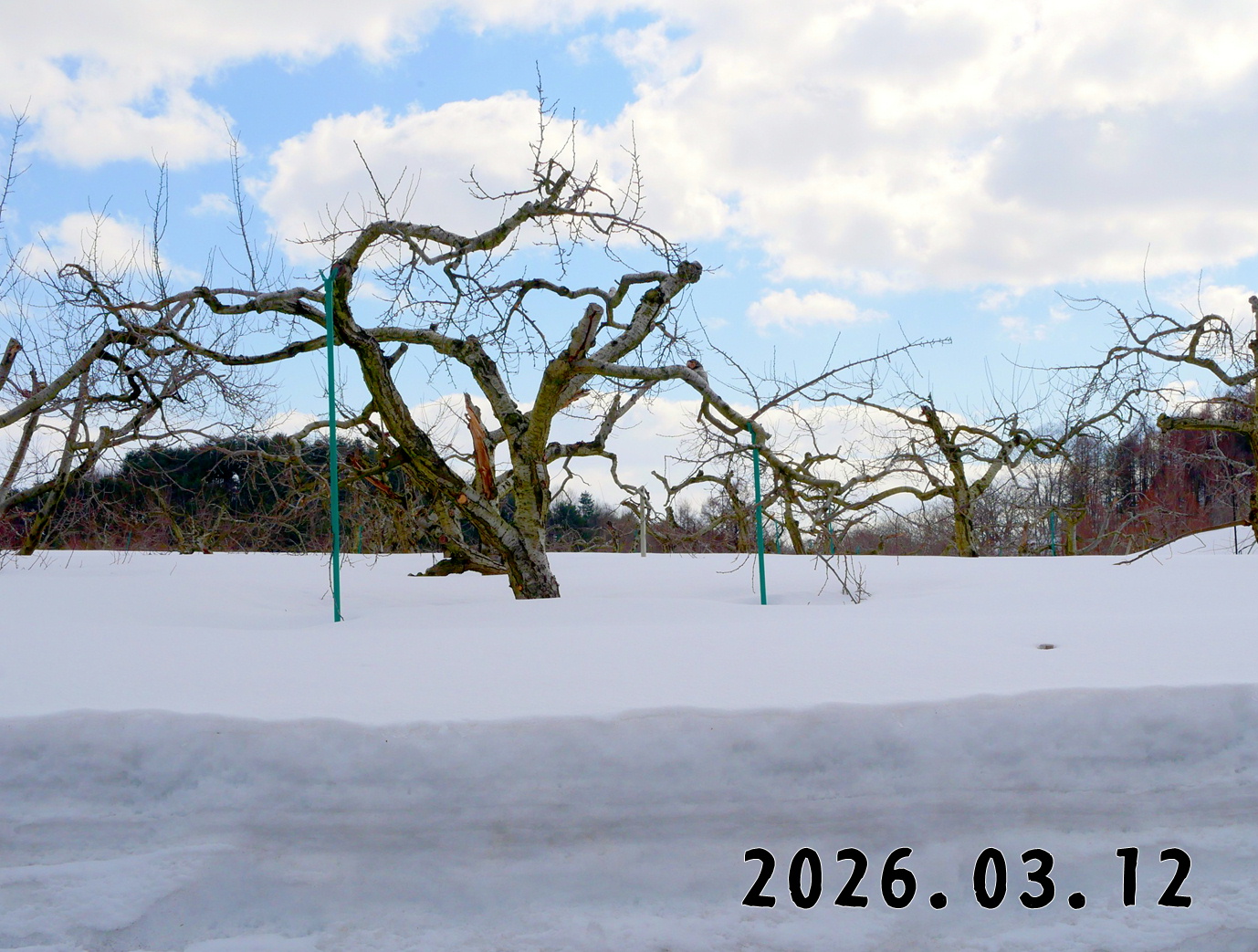 森の中の果樹園のプルーン