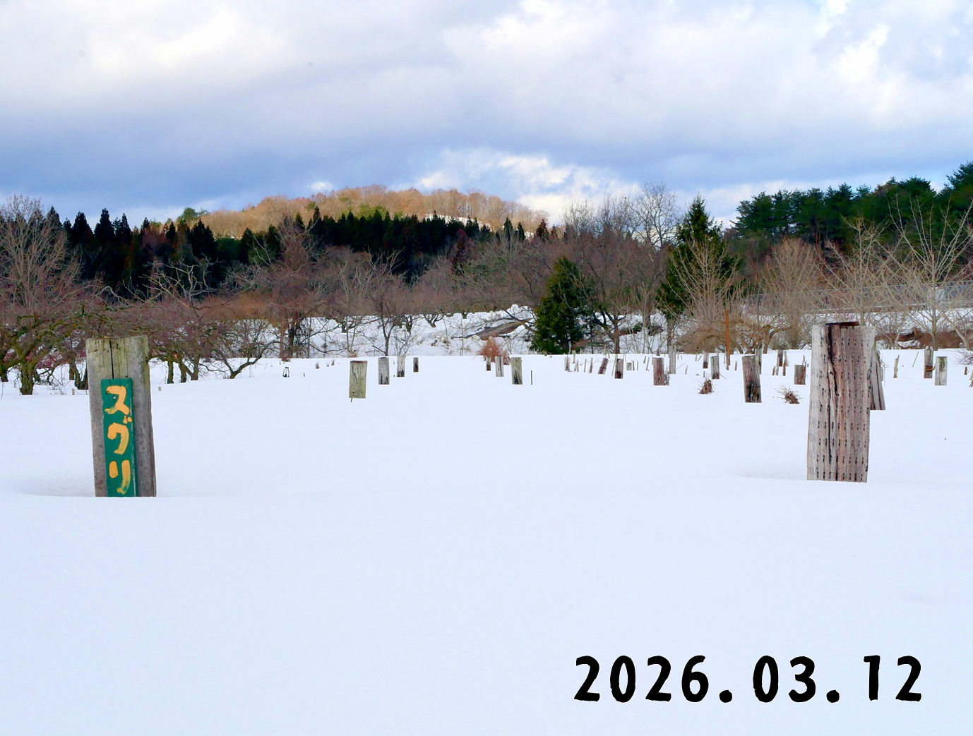 森の中の果樹園のすぐり