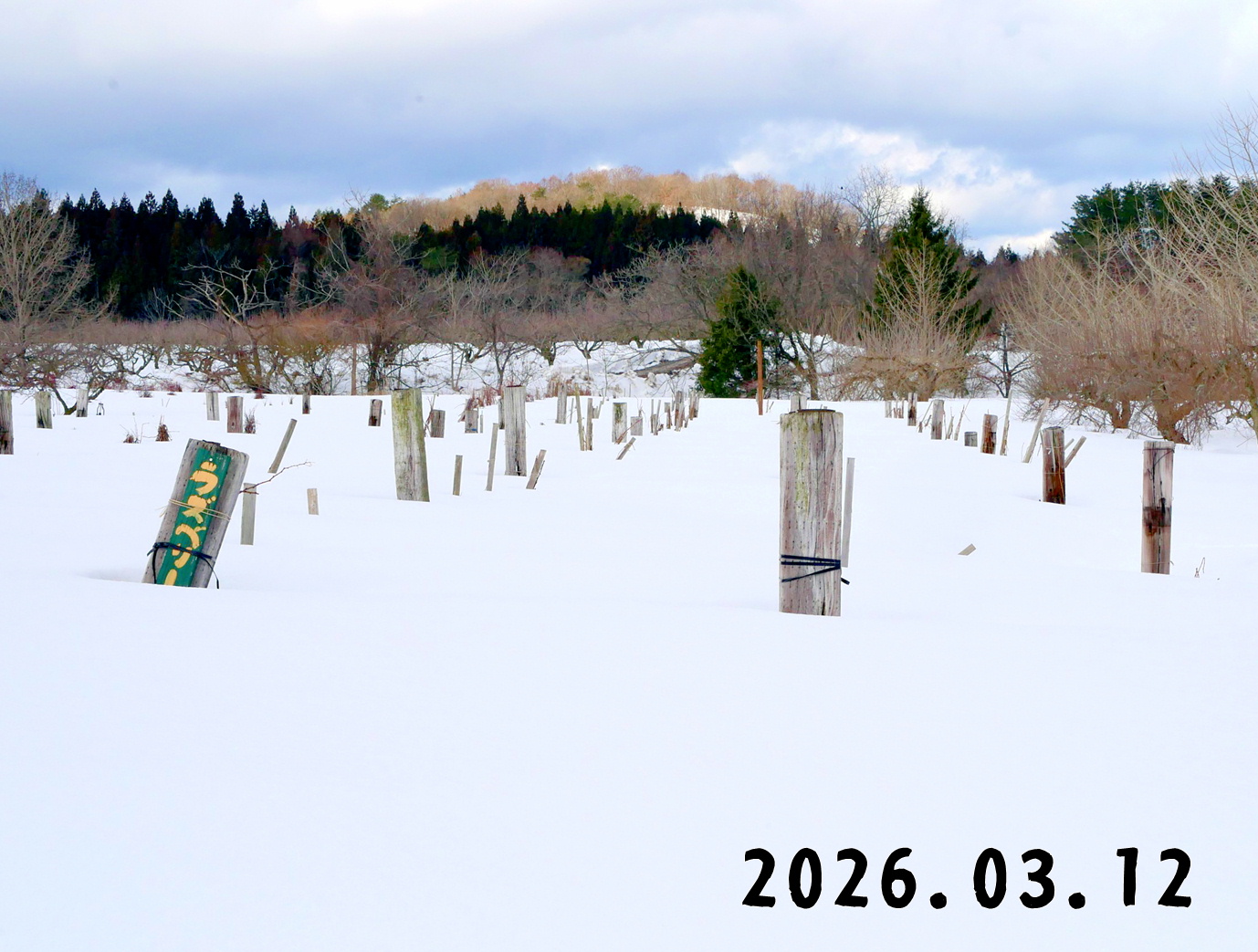 森の中の果樹園のラズベリー