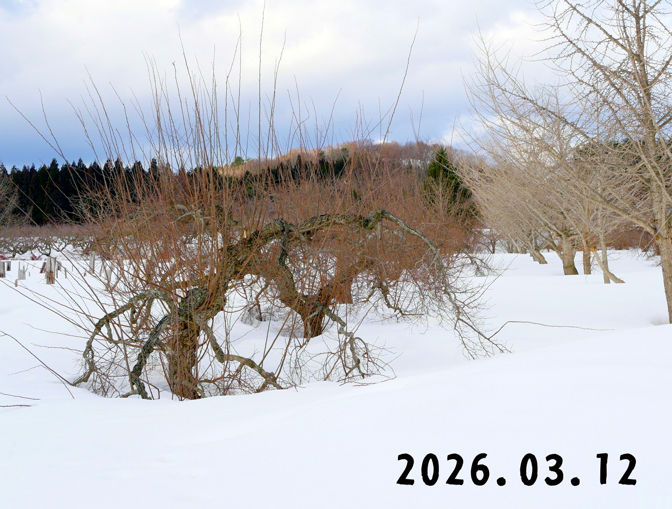 森の中の果樹園のグミ