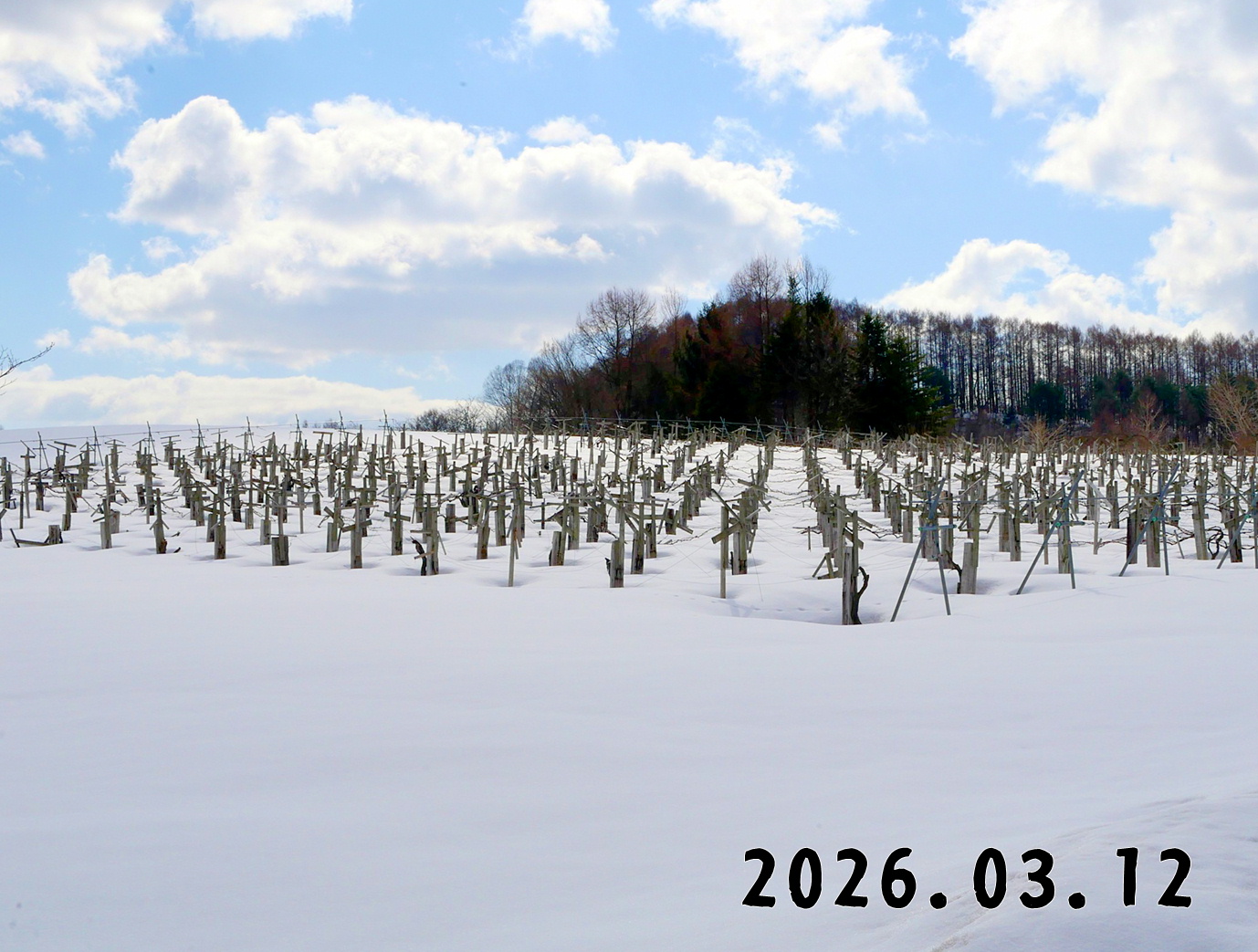 森の中の果樹園のブドウ