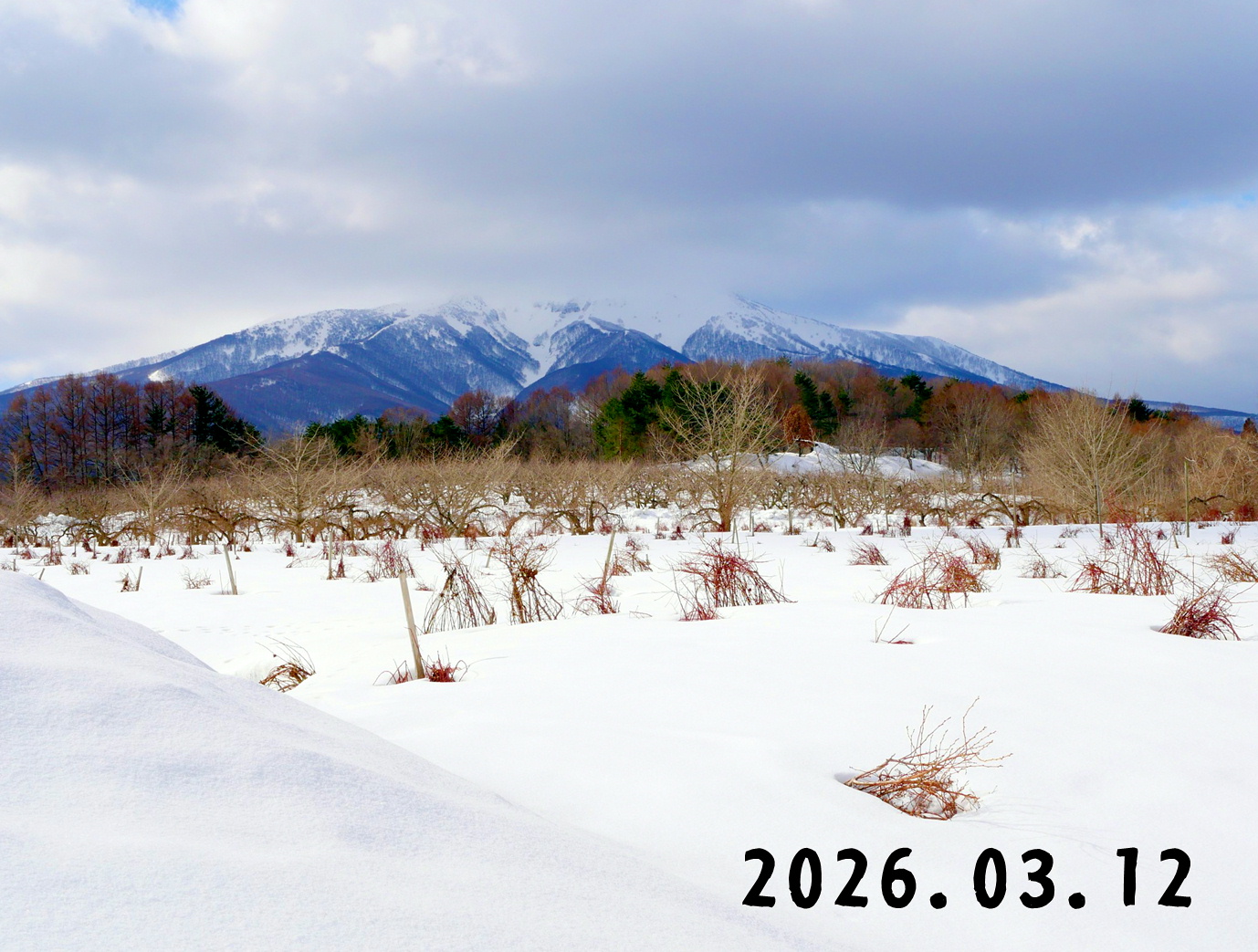 森の中の果樹園のブルーベリー