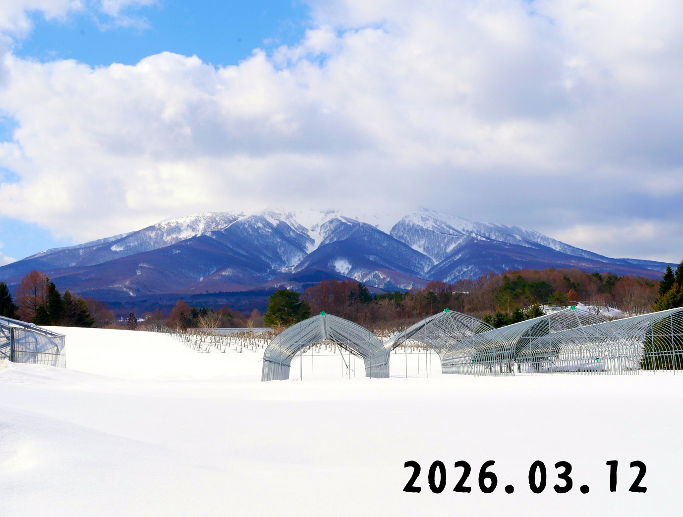 森の中の果樹園のくだもの狩り