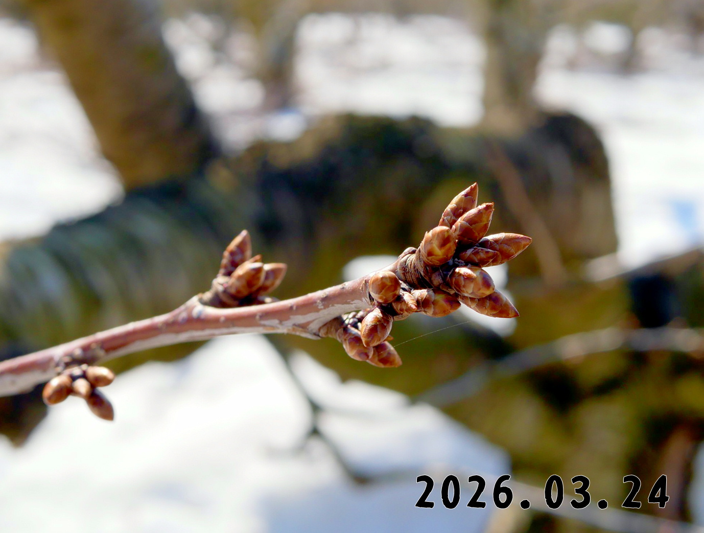 森の中の果樹園のサクランボ