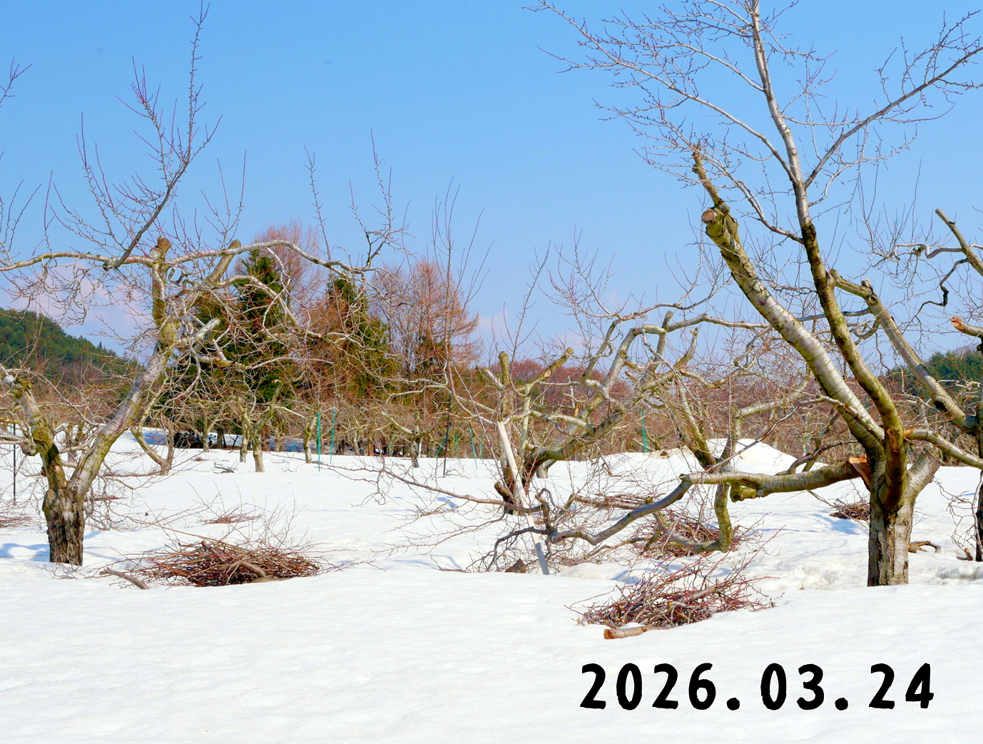 森の中の果樹園のプルーン