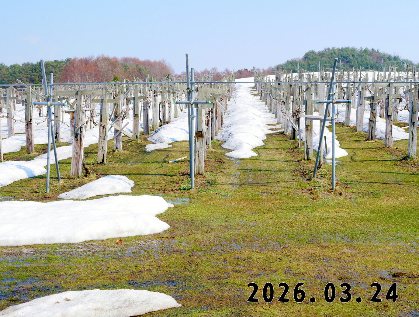 森の中の果樹園のブドウ