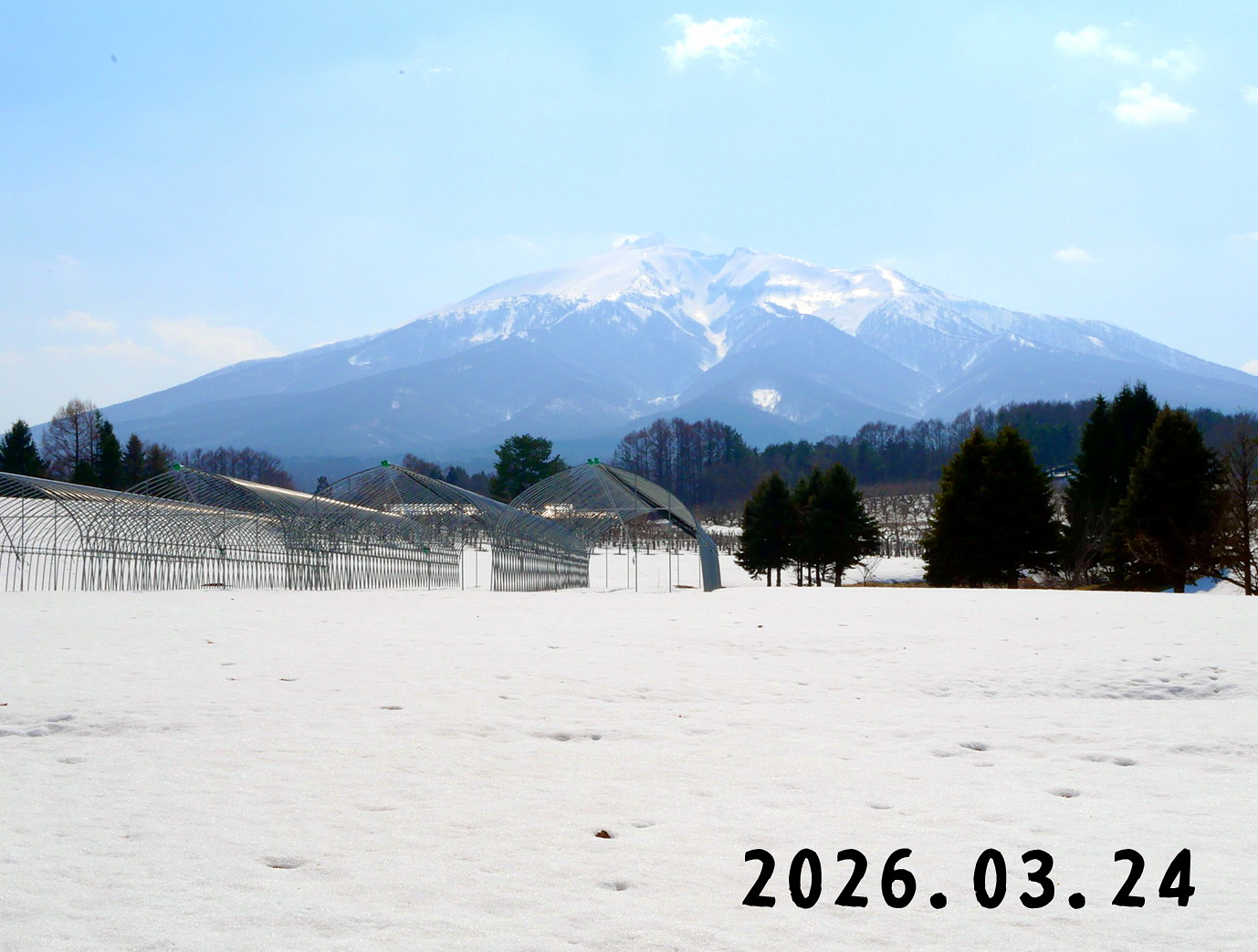 森の中の果樹園のくだもの狩り