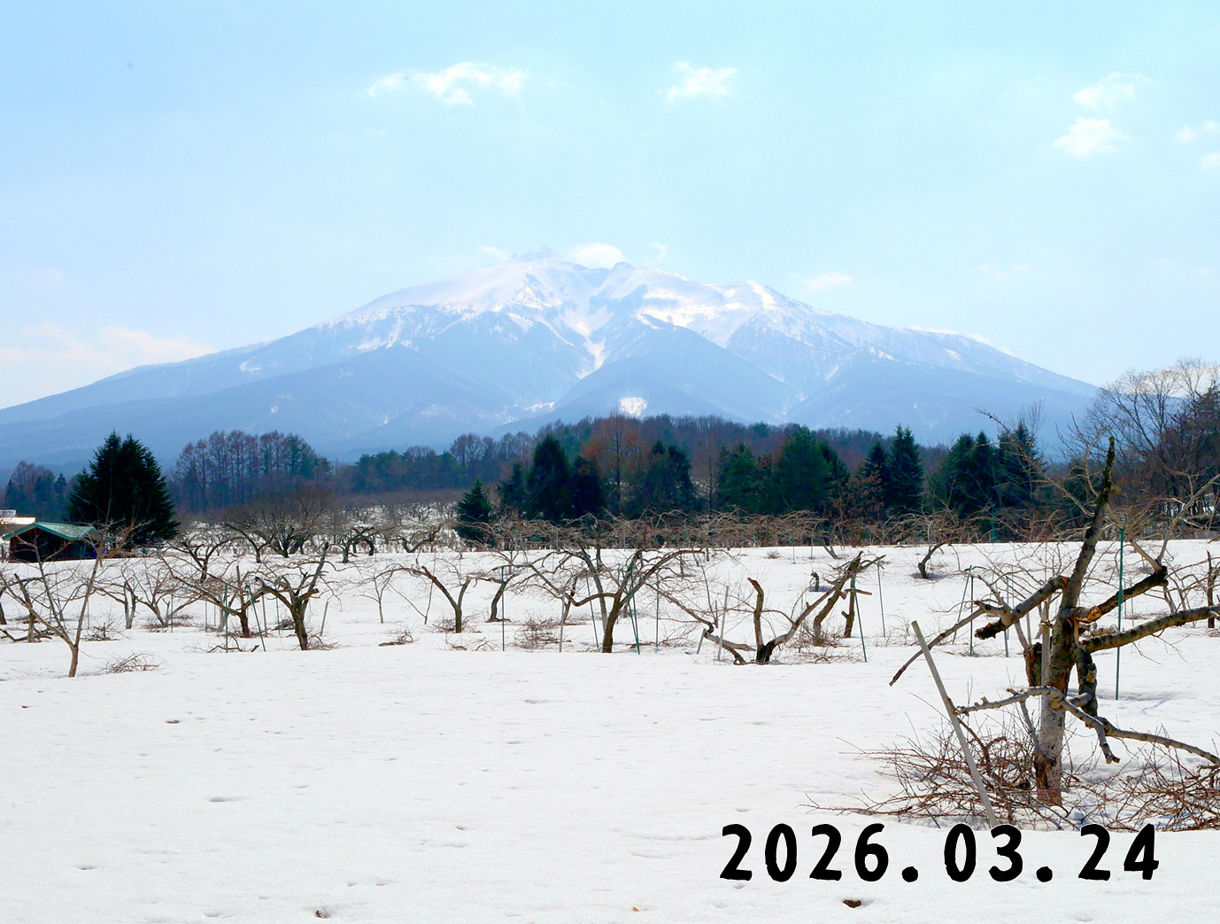 森の中の果樹園のモモ