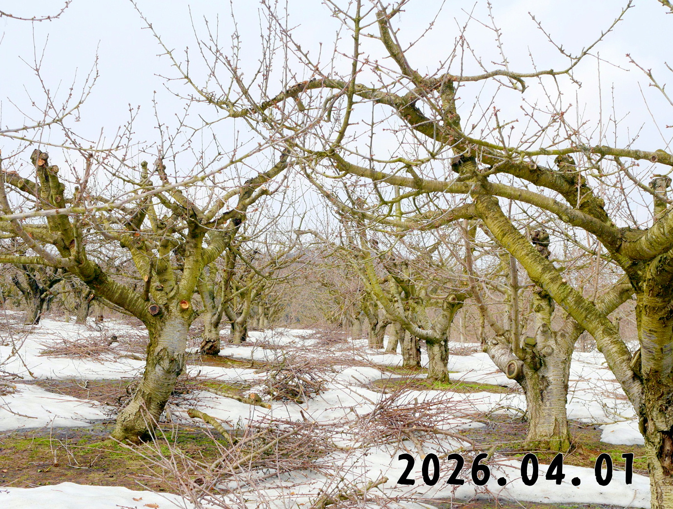 森の中の果樹園のサクランボ