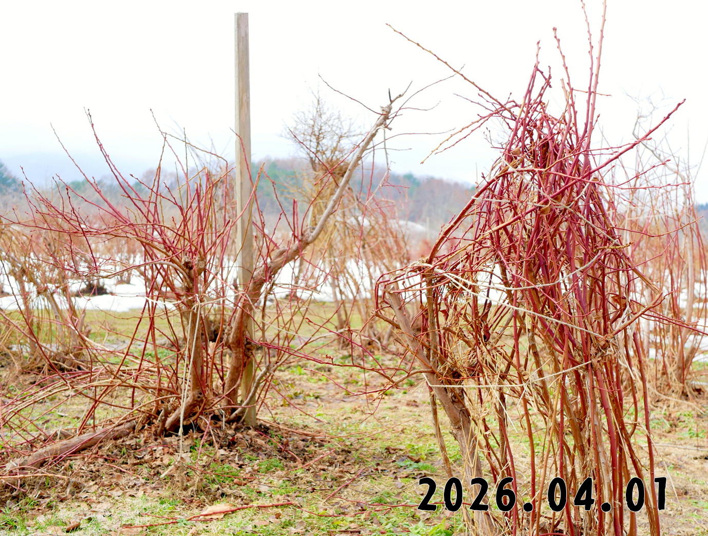 森の中の果樹園のブルーベリー