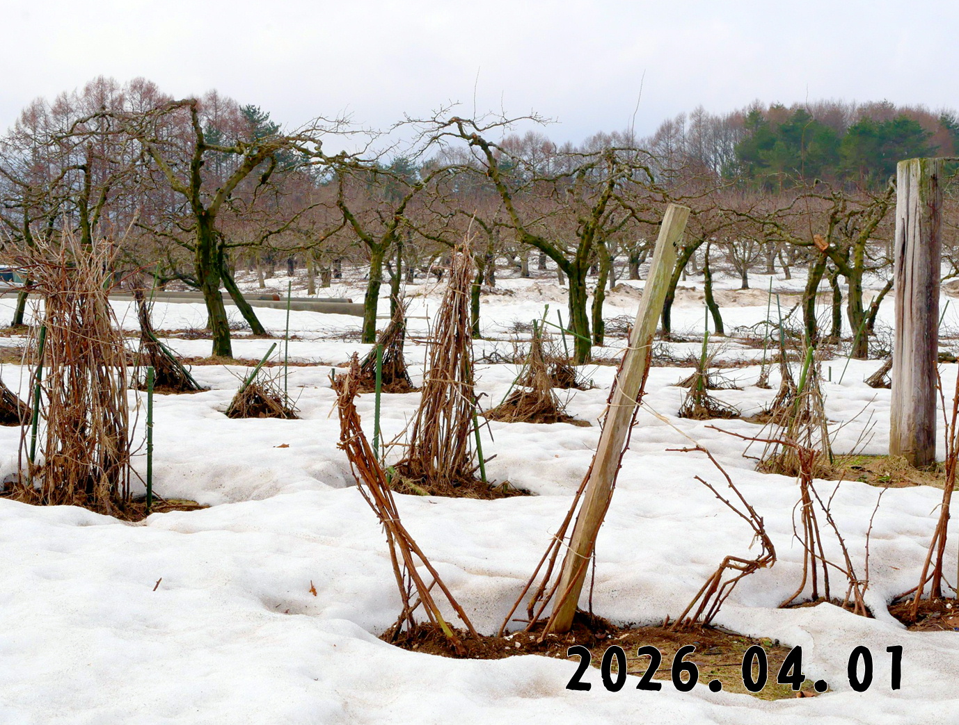 森の中の果樹園のすぐり