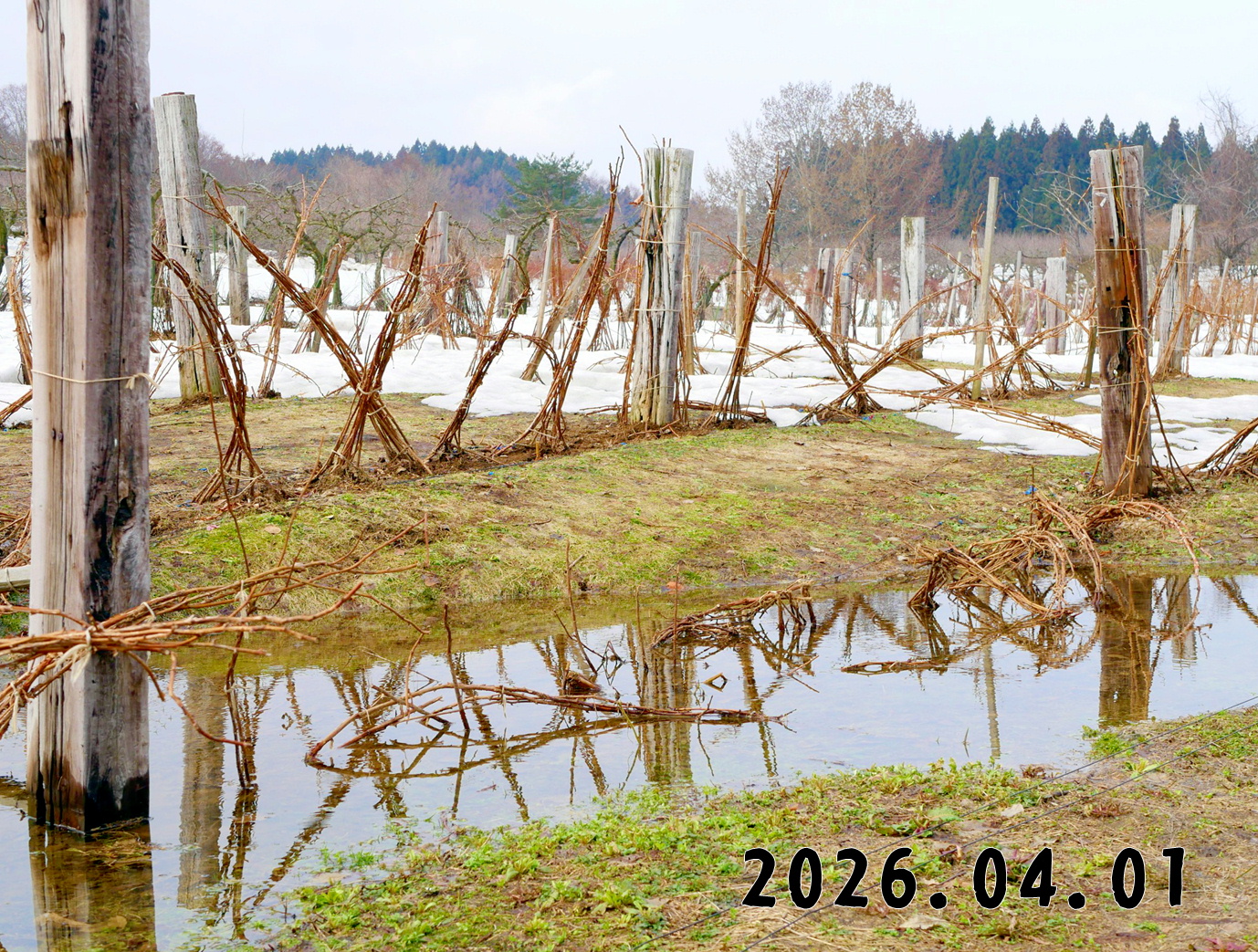森の中の果樹園のラズベリー