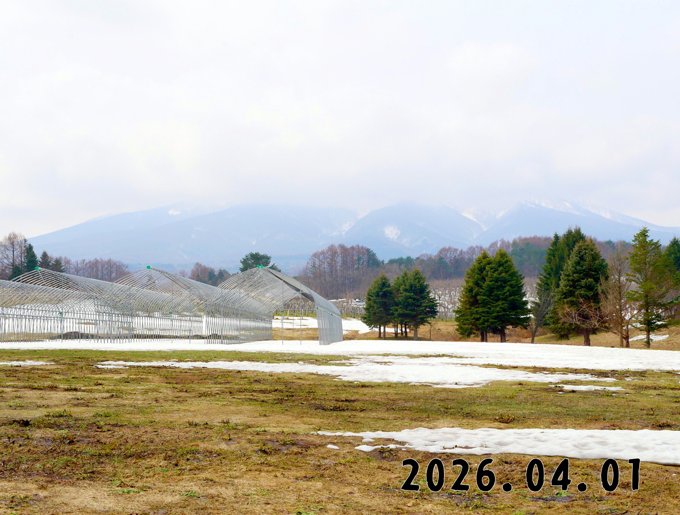 森の中の果樹園のくだもの狩り