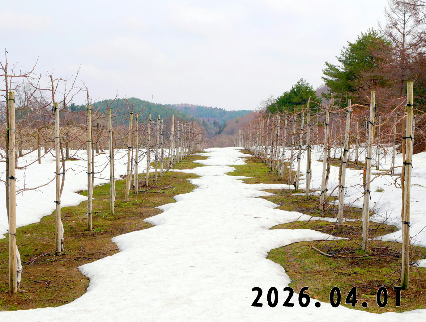 森の中の果樹園のリンゴ