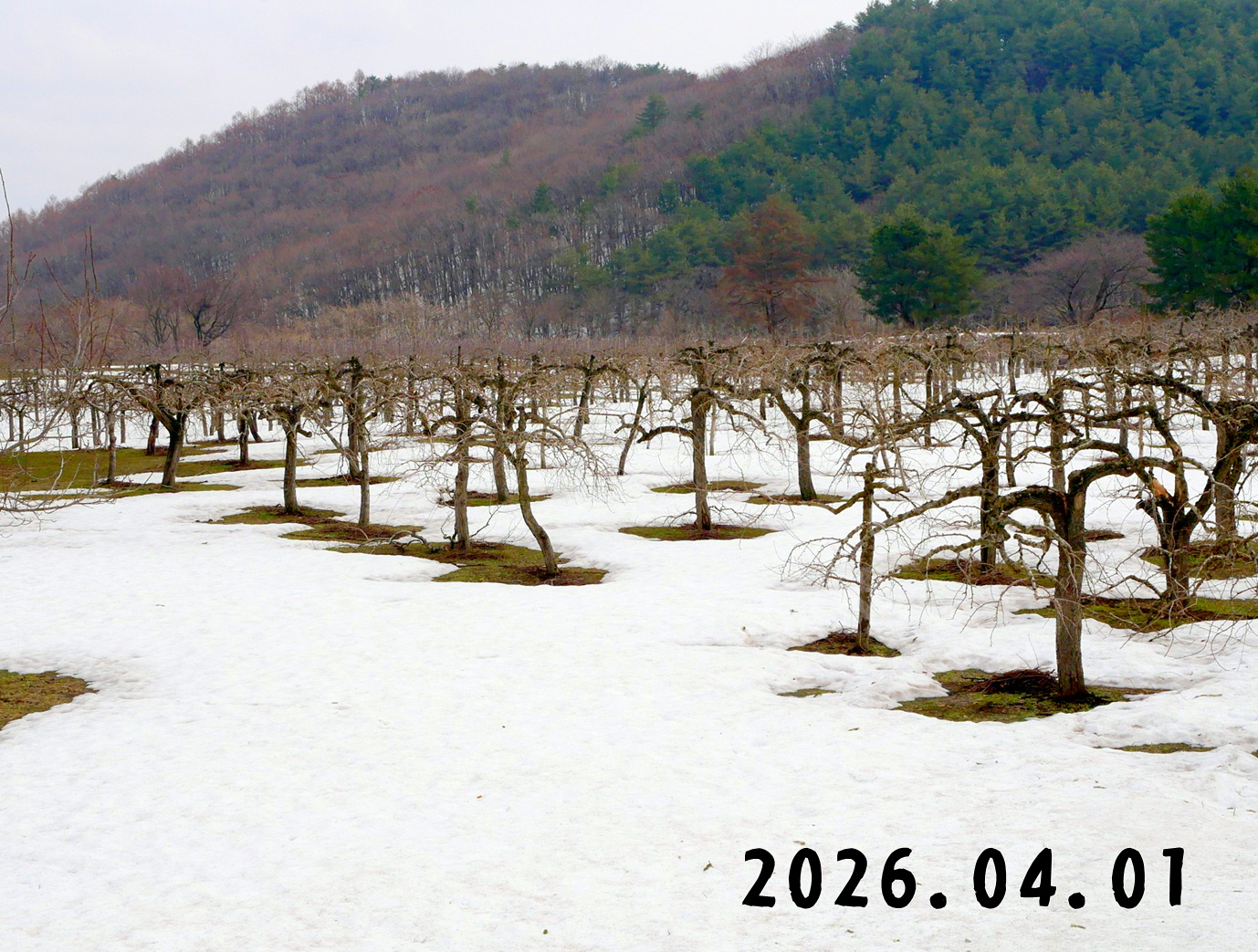 森の中の果樹園のナシ
