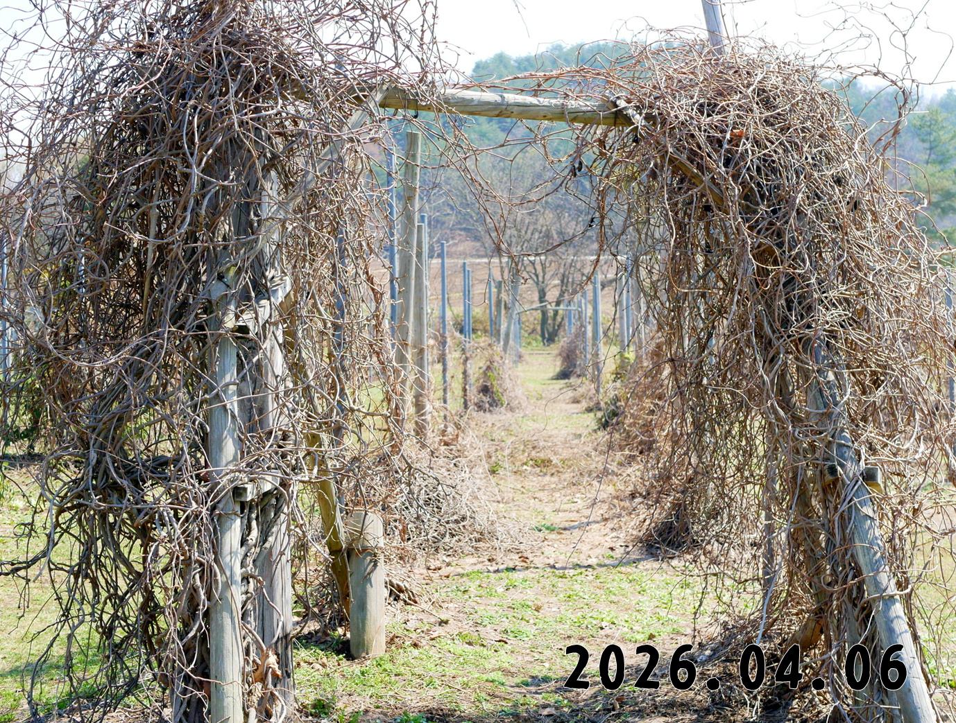 森の中の果樹園のアケビ